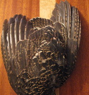 Capercailli hen wings